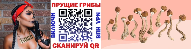 даркнет сайт  Каменск-Шахтинский  Псилоцибиновые грибы Psilocybe 